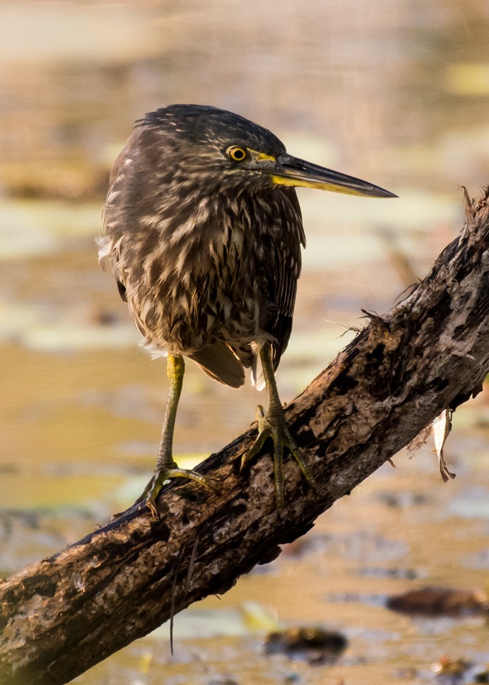 Striated Heron - ML66933361