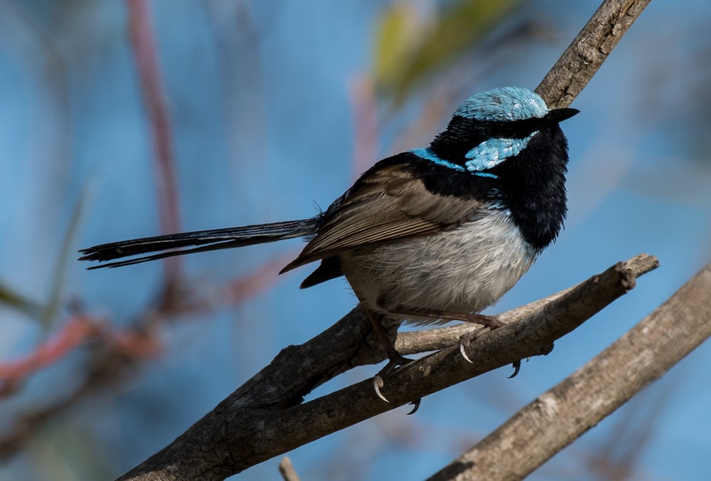 Superb Fairywren - ML66933681