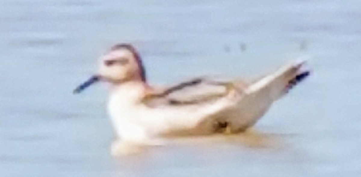 Phalarope à bec large - ML66933701