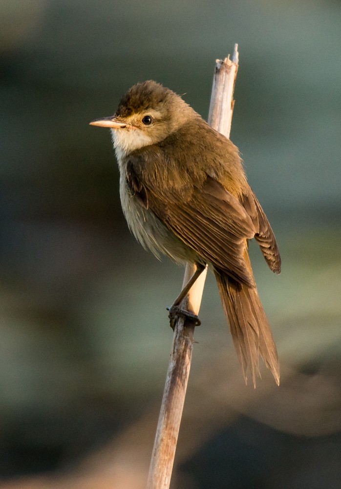 Australian Reed Warbler - ML66933721