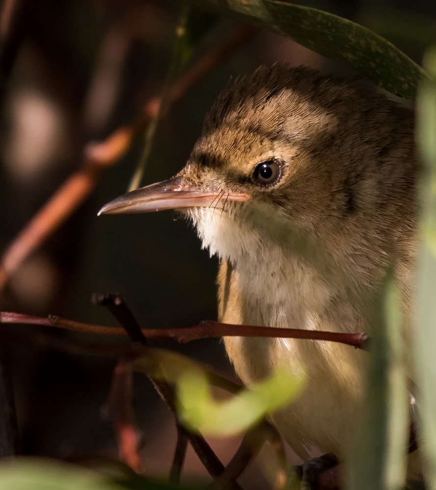 Australian Reed Warbler - ML66933731