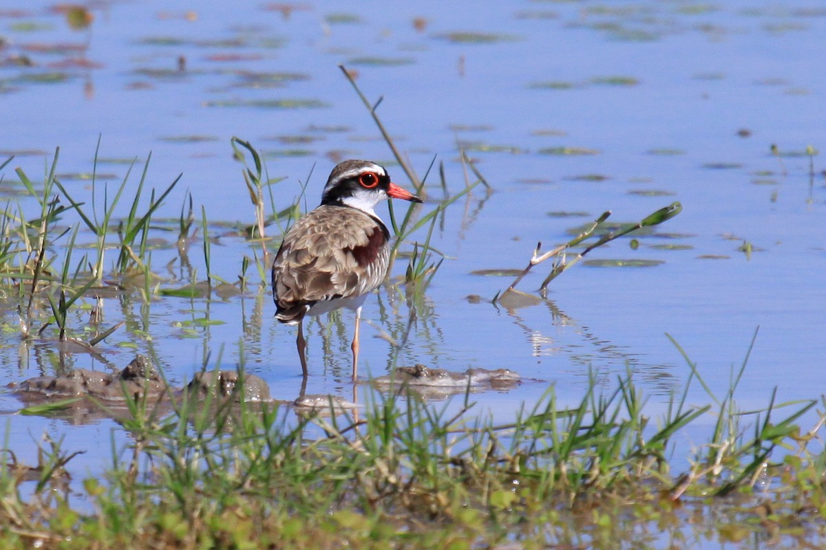 Black-fronted Dotterel - ML66934361