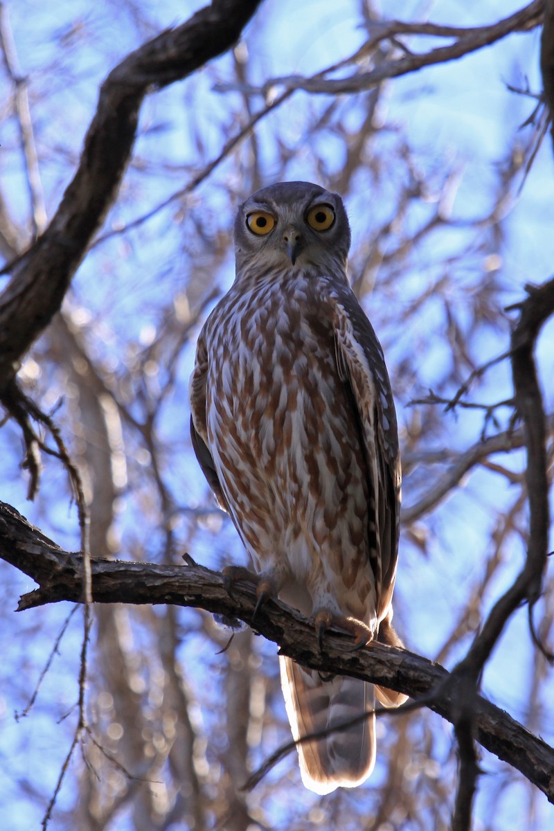 Barking Owl - ML66934461