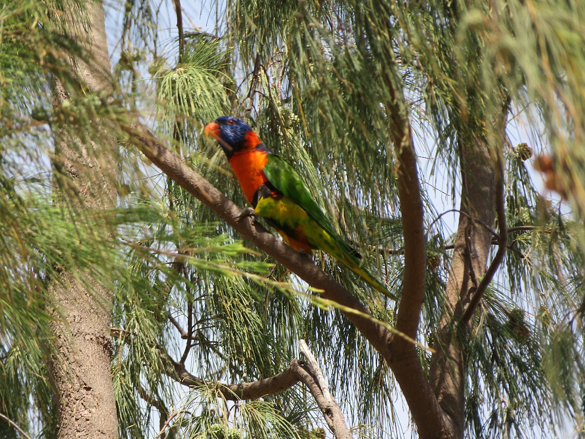 Red-collared Lorikeet - ML66935041