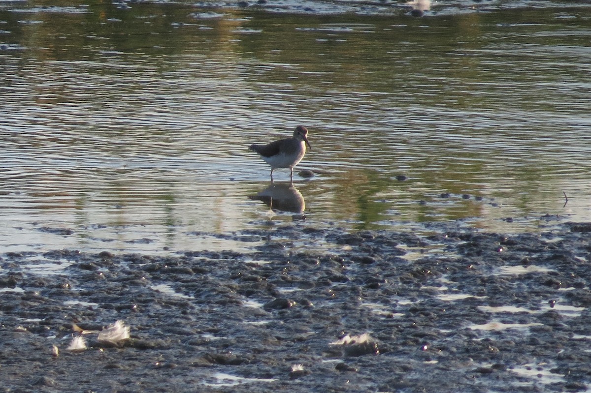 Solitary Sandpiper - ML66936161