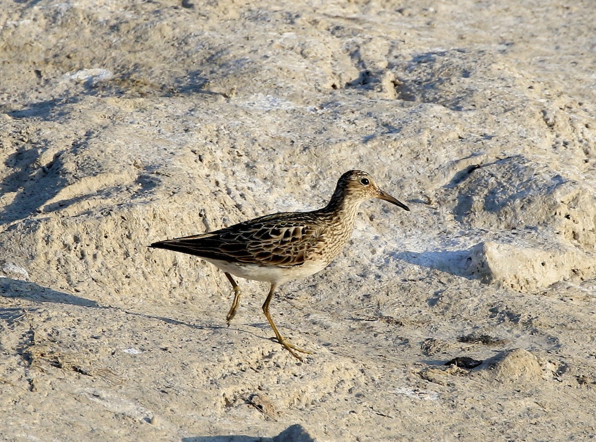 Bécasseau à poitrine cendrée - ML66936201