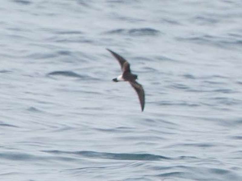 storm-petrel sp. (white-rumped) - Gary Nunn