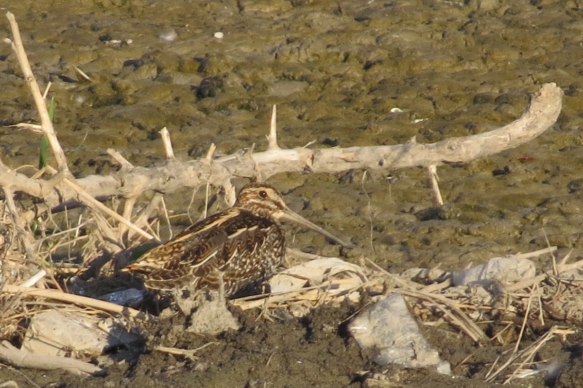 Wilson's Snipe - ML66936511