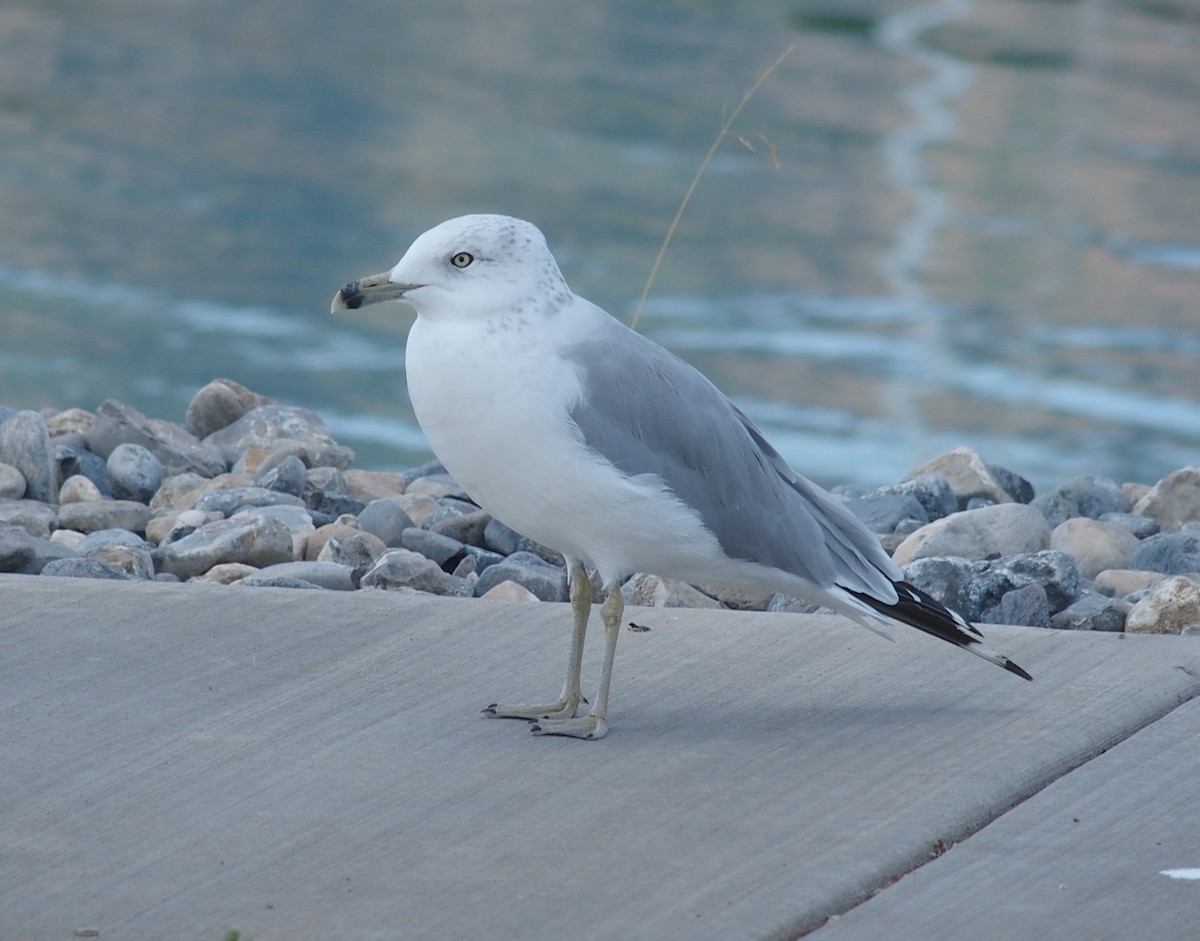 Ring-billed Gull - ML66936651
