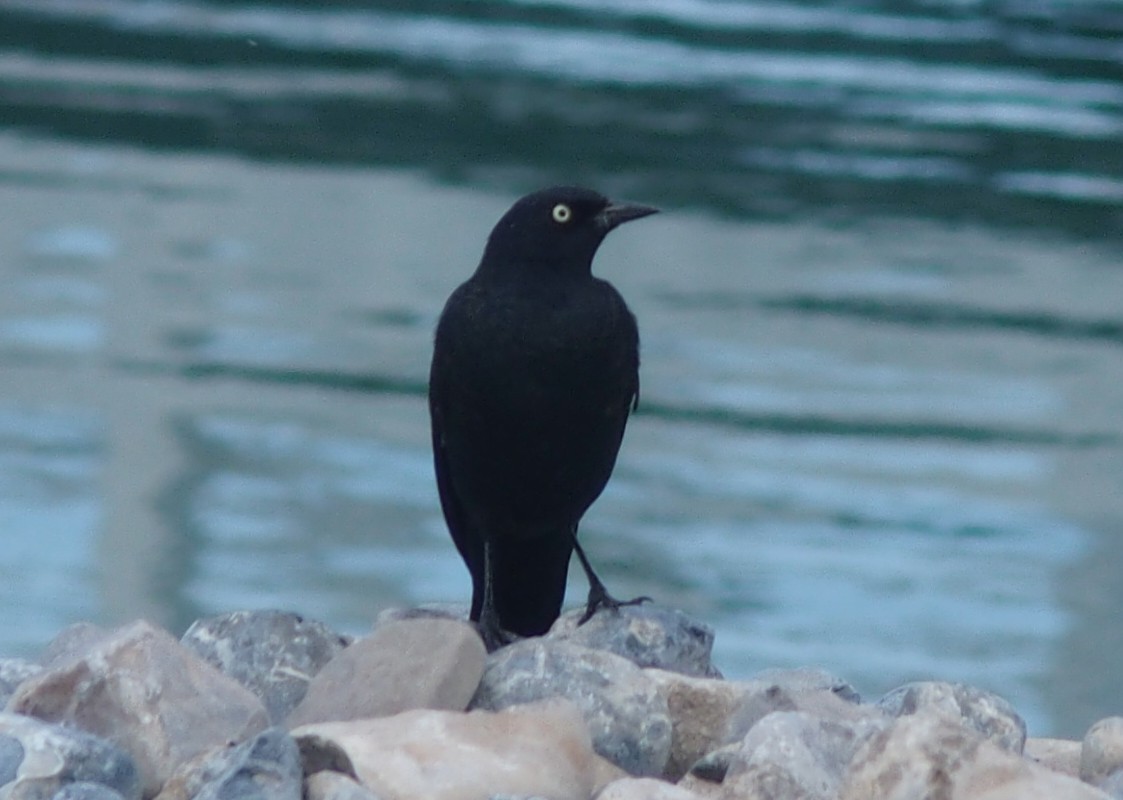 Brewer's Blackbird - ML66936901
