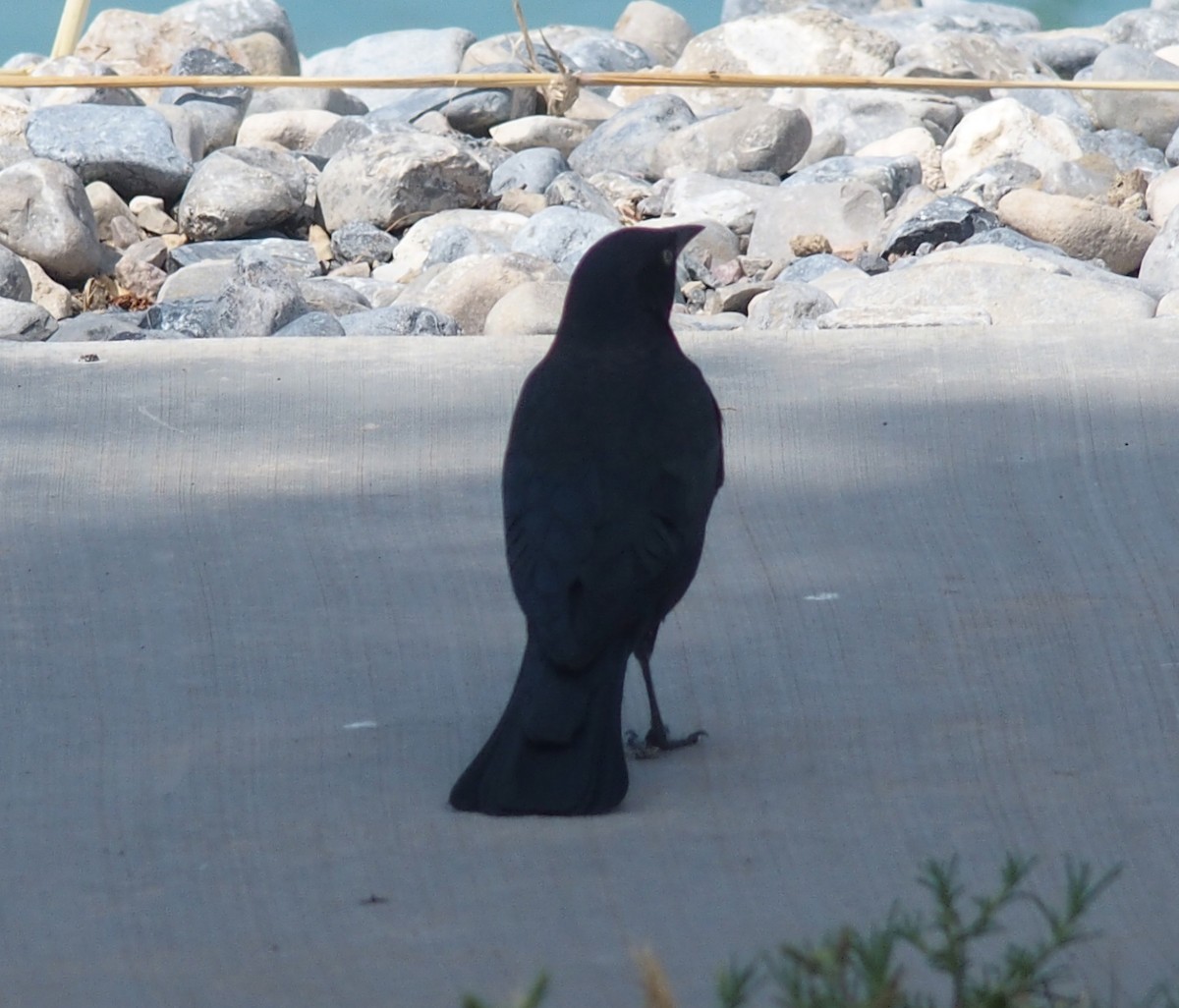 Brewer's Blackbird - ML66936911