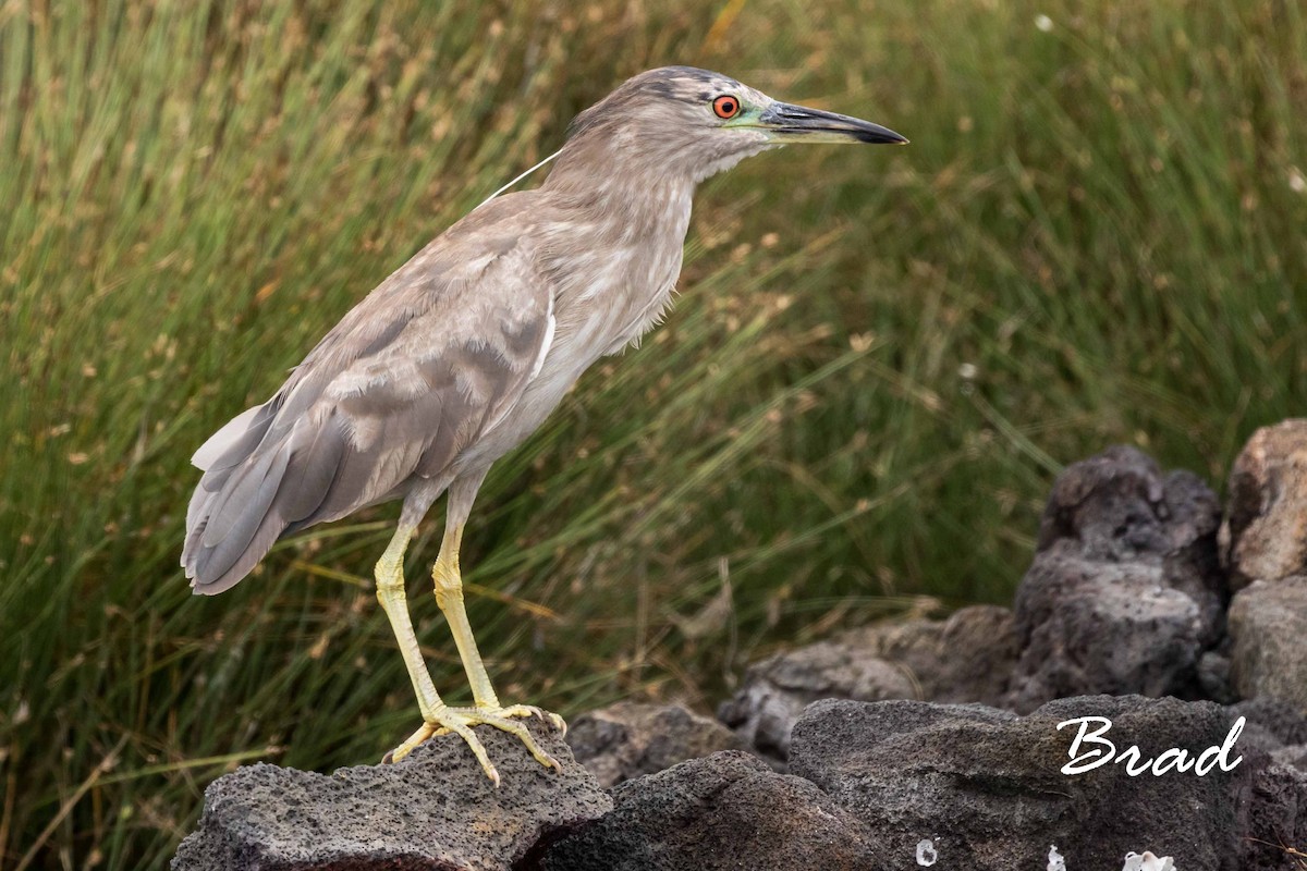 Black-crowned Night Heron - ML66938391