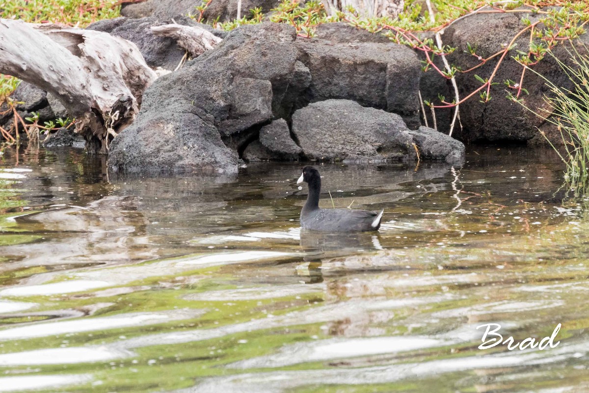 Hawaiian Coot - ML66938401