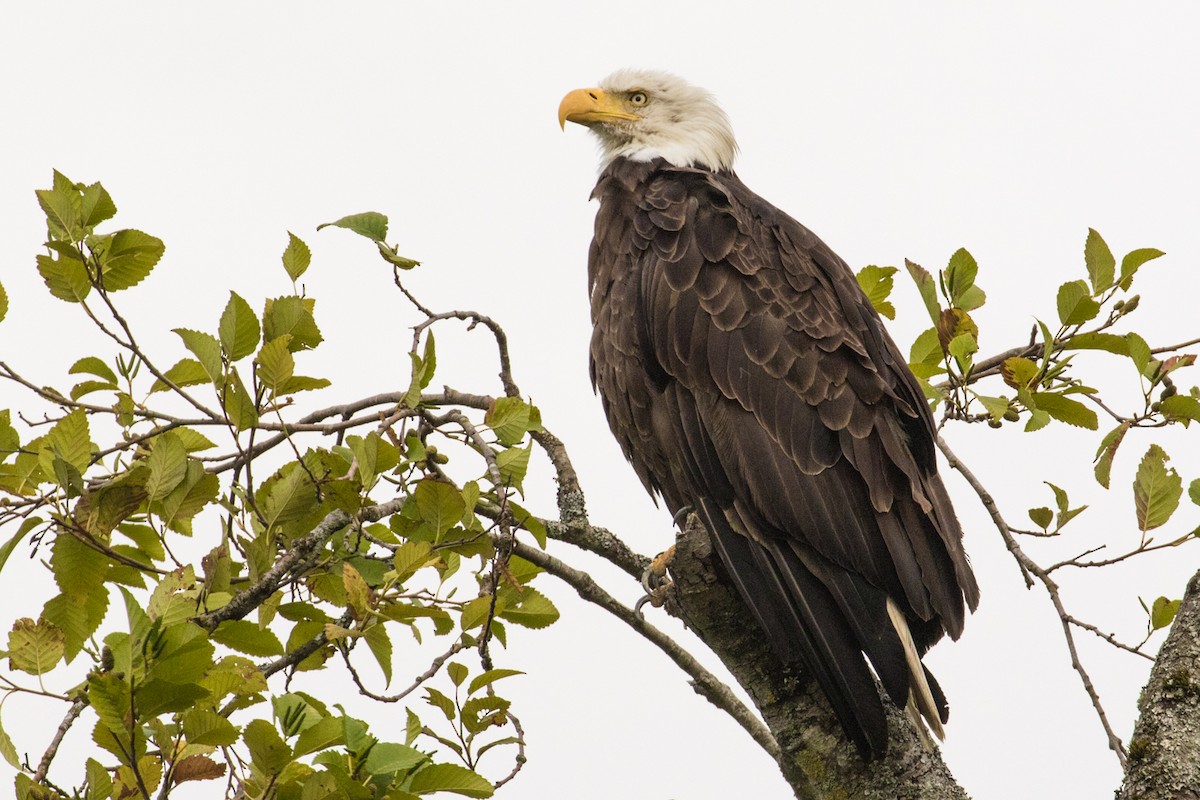 Bald Eagle - John Reynolds