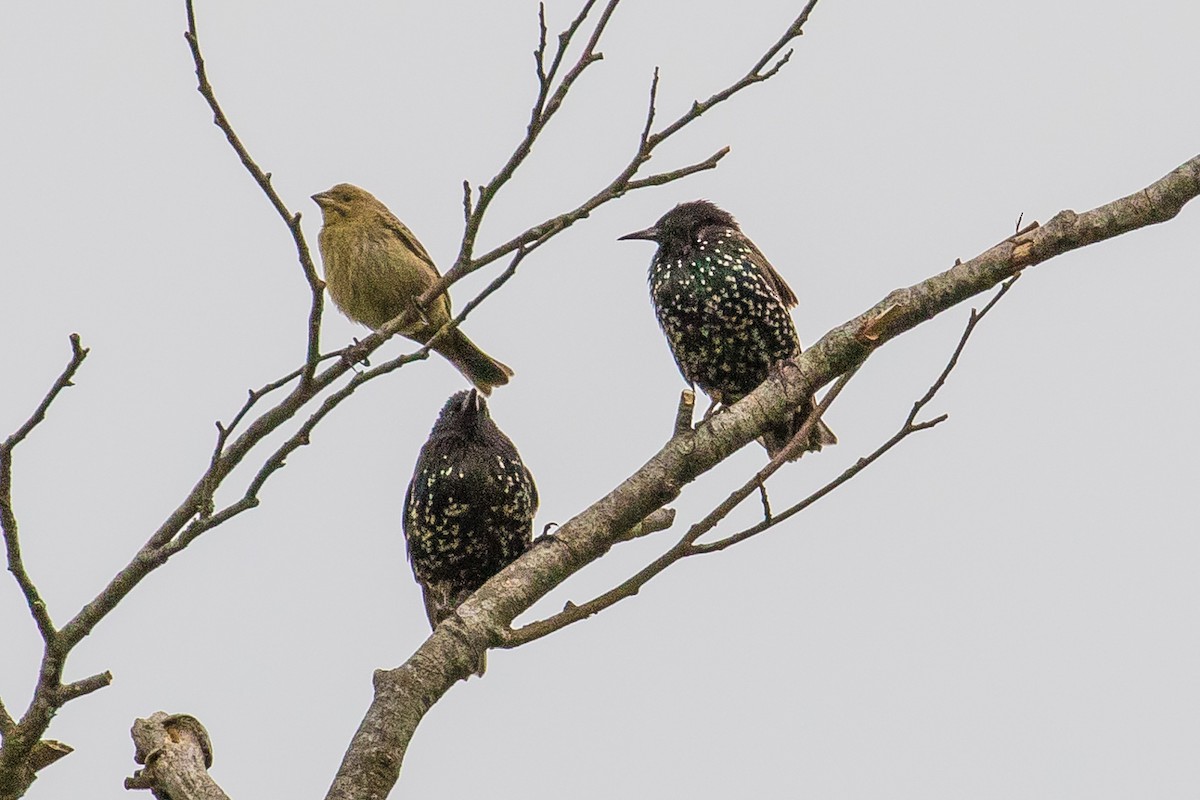 Brown-headed Cowbird - ML66941121