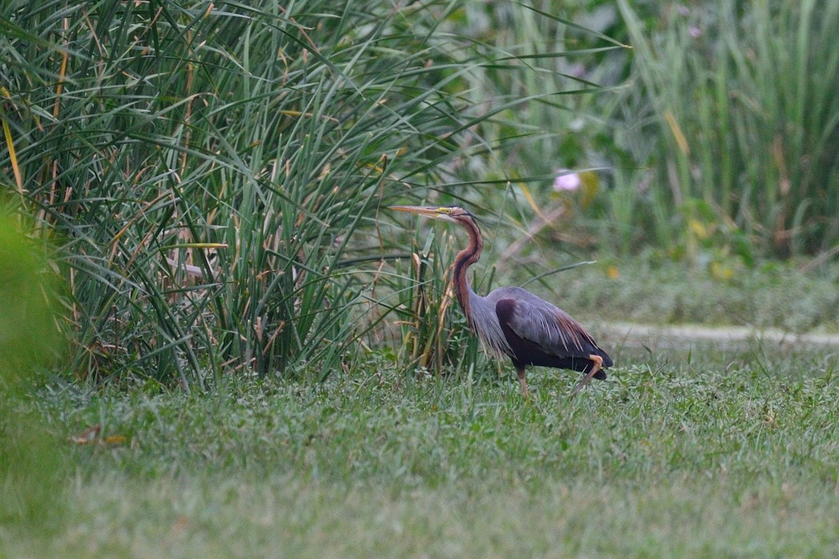 Purple Heron - Snehasis Sinha