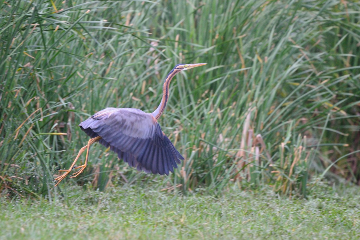 Purple Heron - ML66941951