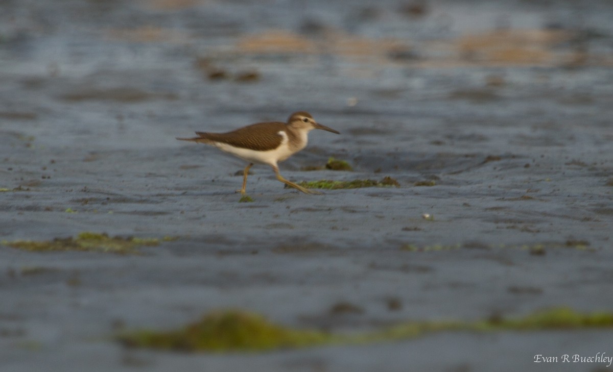 Common Sandpiper - ML66942571