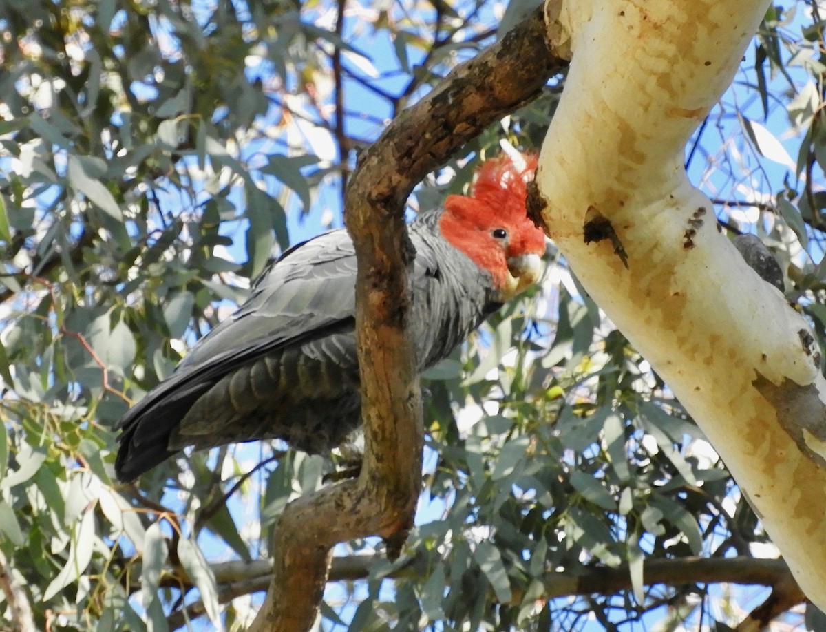 Cacatoès à tête rouge - ML66943191