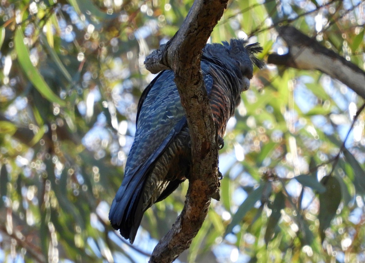 Gang-gang Cockatoo - ML66943201