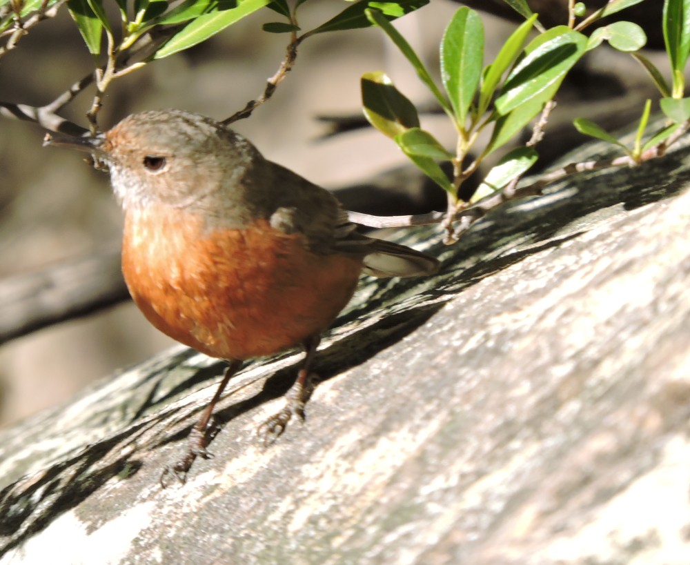 Rockwarbler - ML66943291