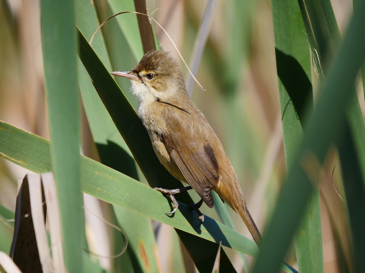 Australian Reed Warbler - ML66944201