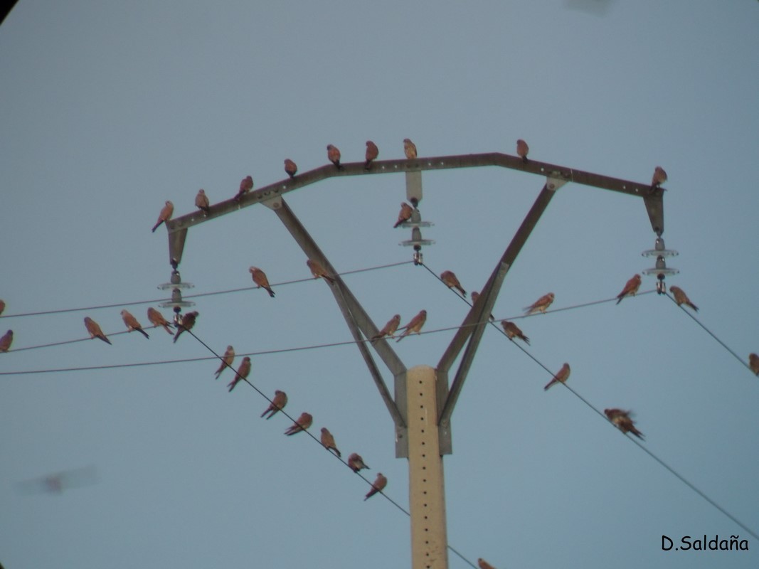 Lesser Kestrel - ML66944341