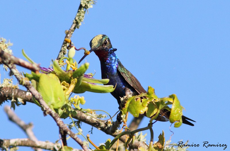 Blue-tufted Starthroat - Ramiro Ramirez