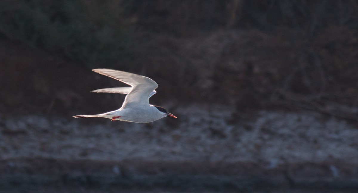Arctic Tern - Pedro Nicolau
