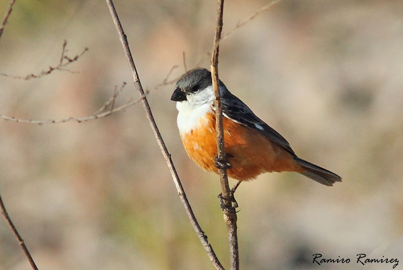 Marsh Seedeater - ML66946151