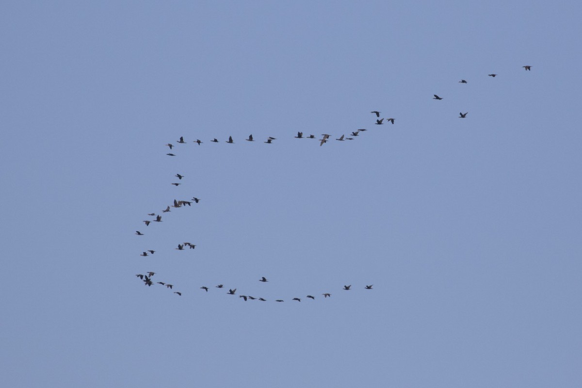 Double-crested Cormorant - ML66946751