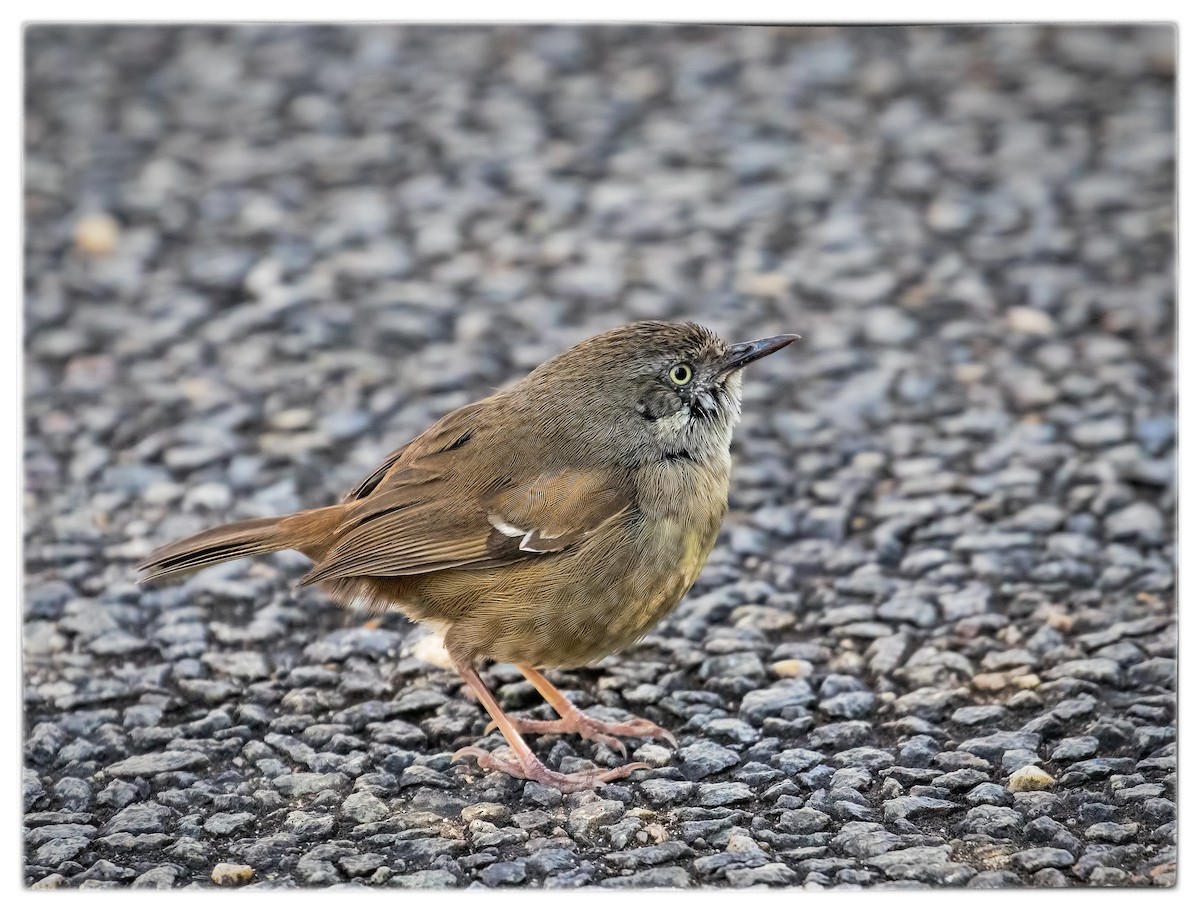 Weißbrauensericornis - ML66947731