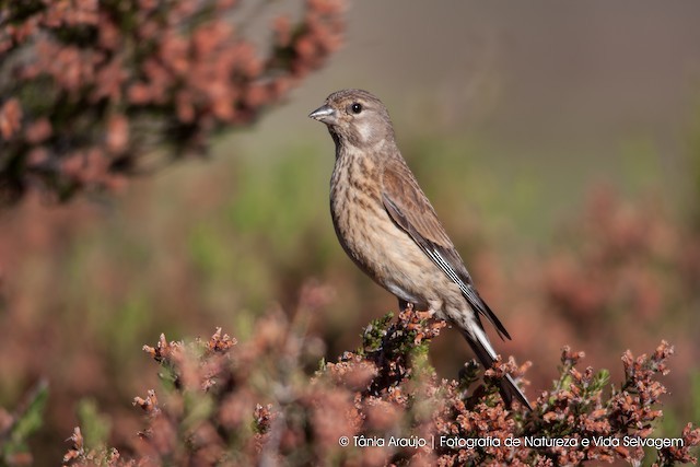 Eurasian Linnet - ML66947951