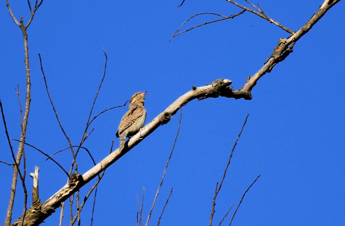 Eurasian Wryneck - Patrick MONNEY