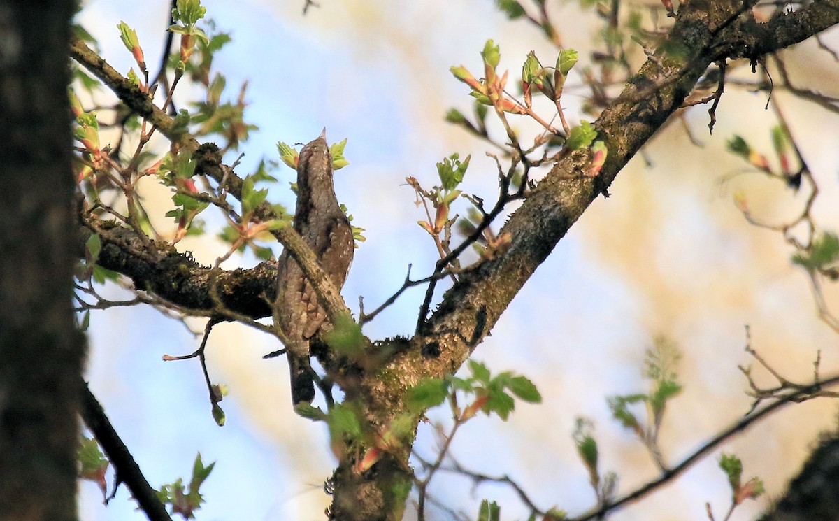 Eurasian Wryneck - ML66948281