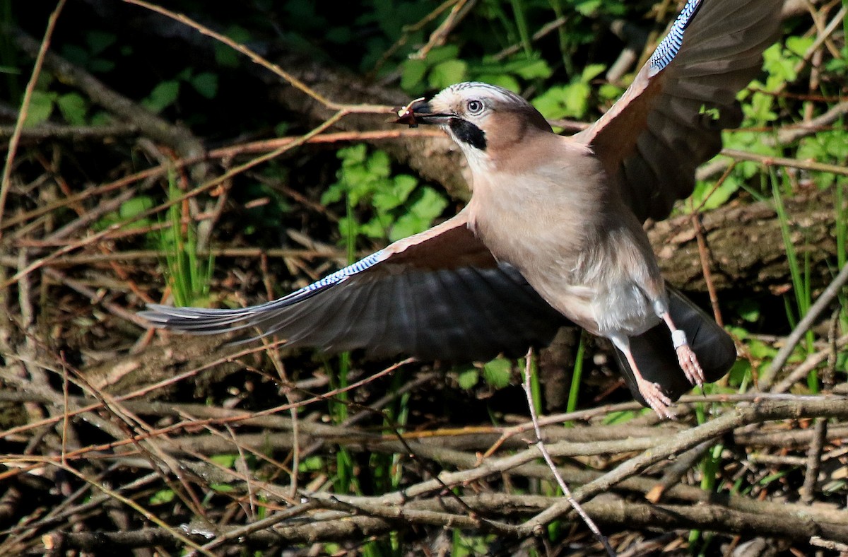 Eurasian Jay - ML66948311