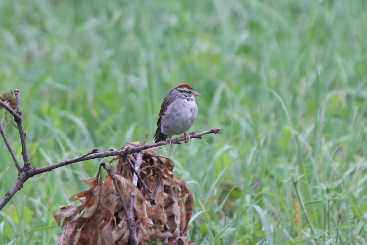 Chipping Sparrow - ML66949691