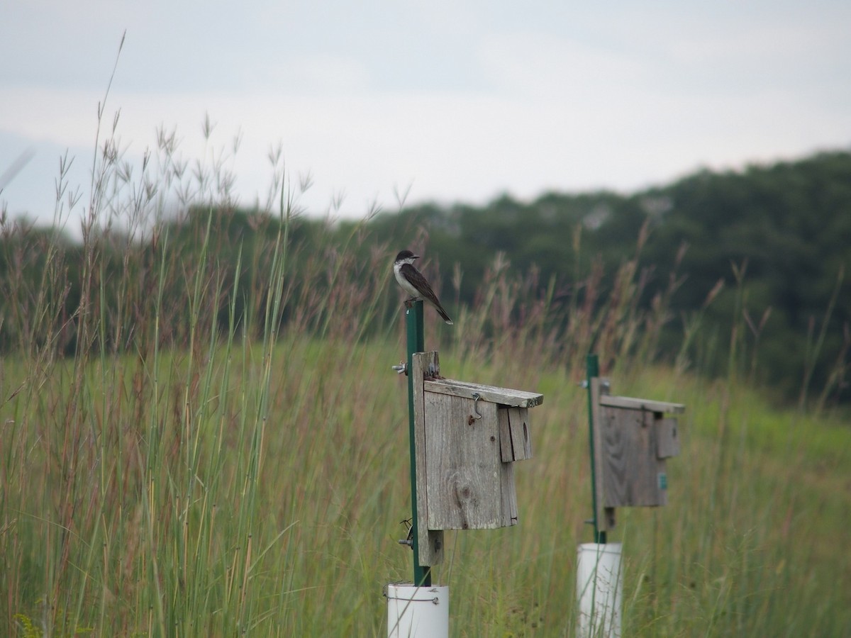 Eastern Kingbird - ML66949891