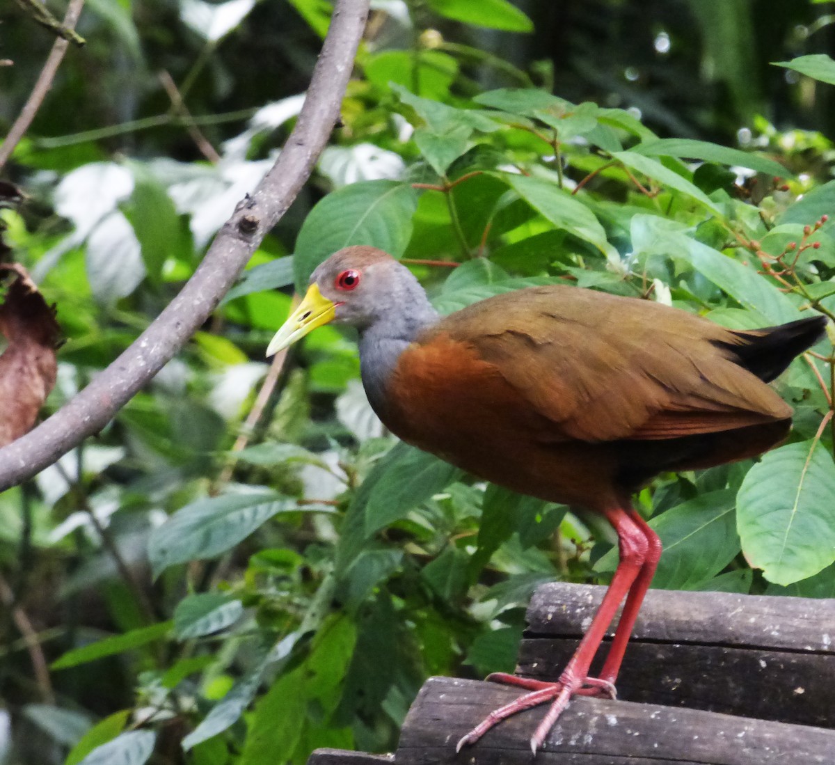 Gray-cowled Wood-Rail - ML66950811