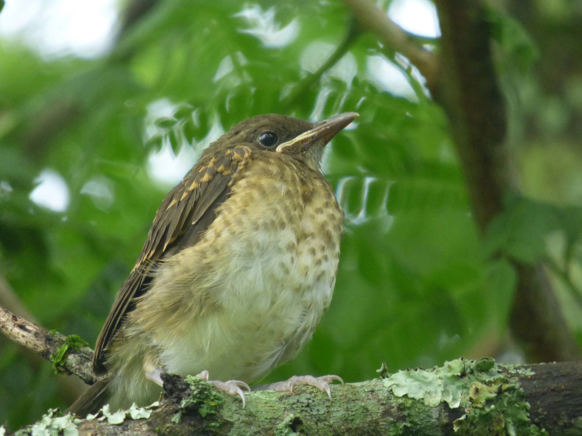 Pale-breasted Thrush - ML66951551