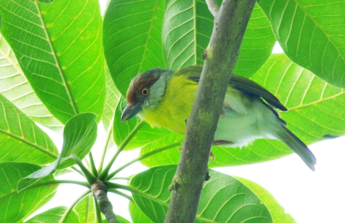 Rufous-browed Peppershrike - ML66951821