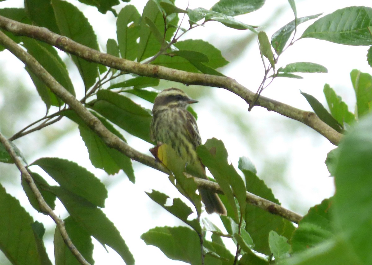 Variegated Flycatcher - ML66952671