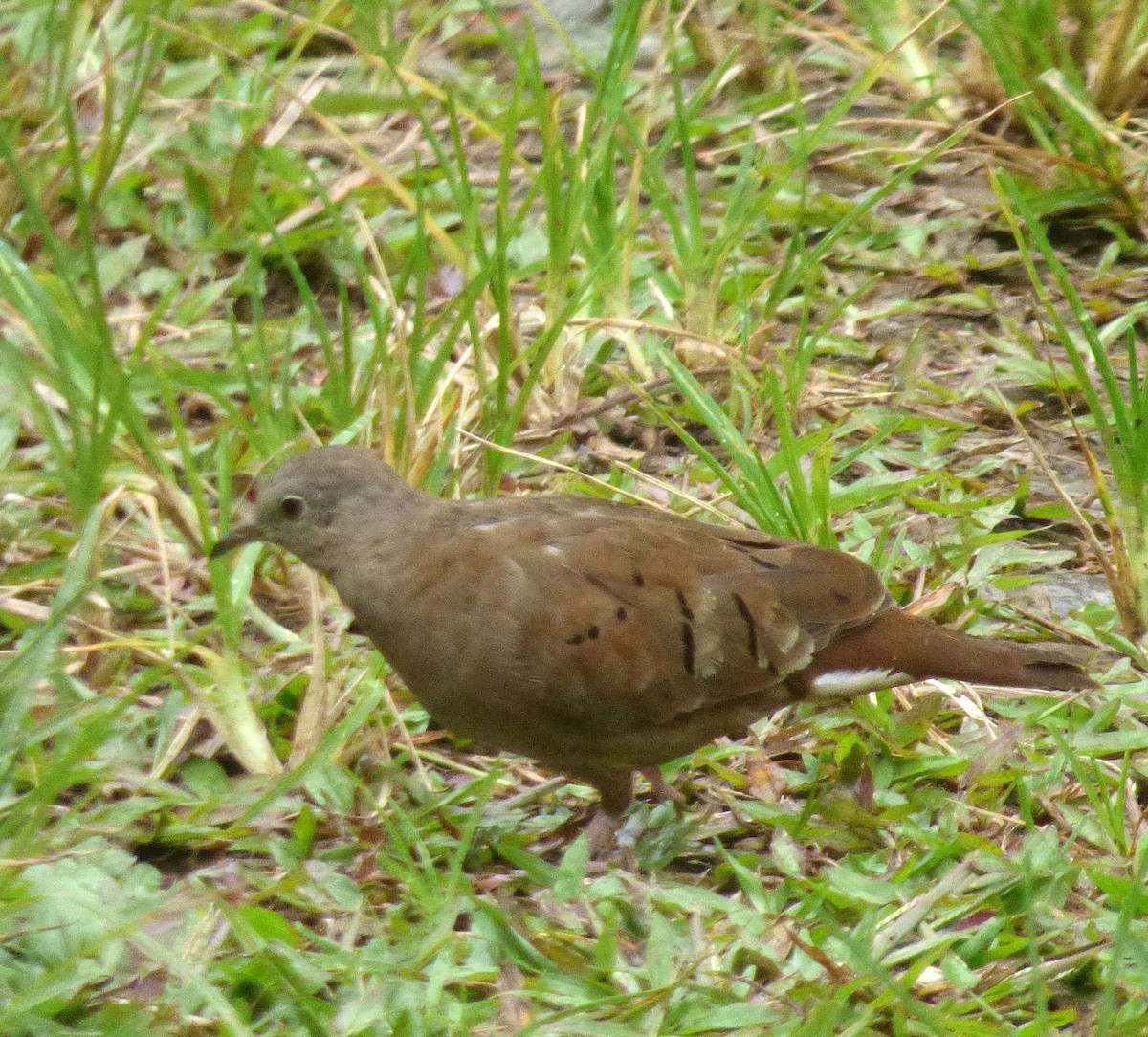 Ruddy Ground Dove - ML66952701