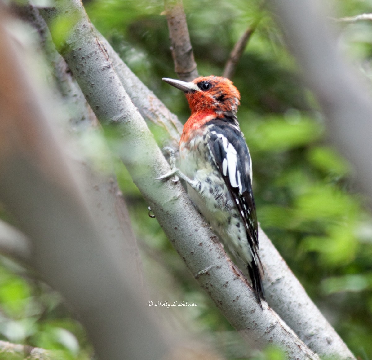 Red-breasted Sapsucker - Mark and Holly Salvato