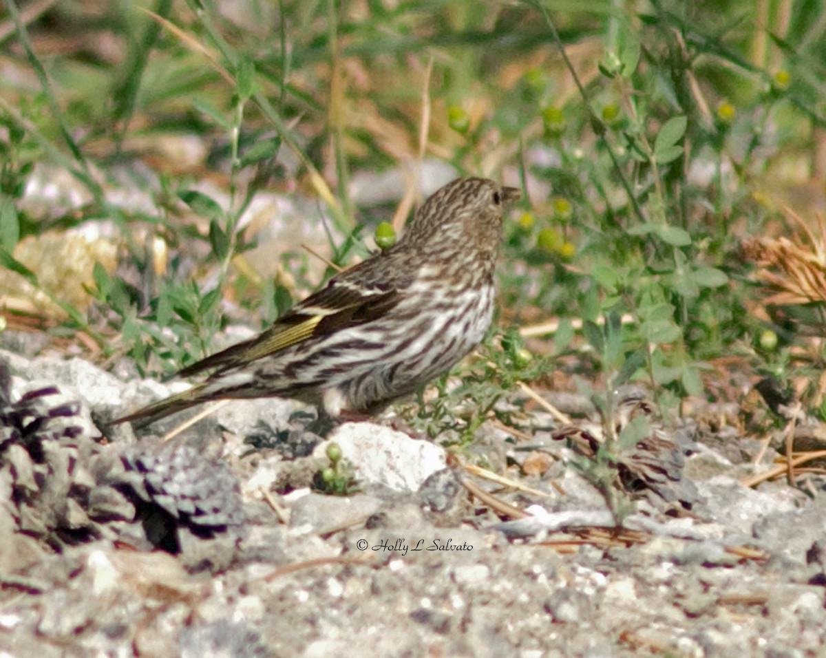 Pine Siskin - ML66954461