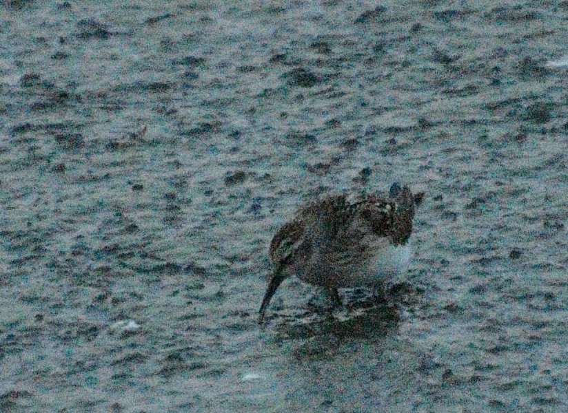 Least Sandpiper - Mark Nenadov