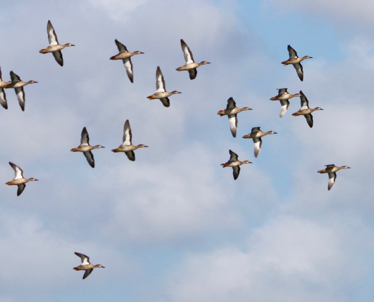 Blue-winged Teal - ML66956631