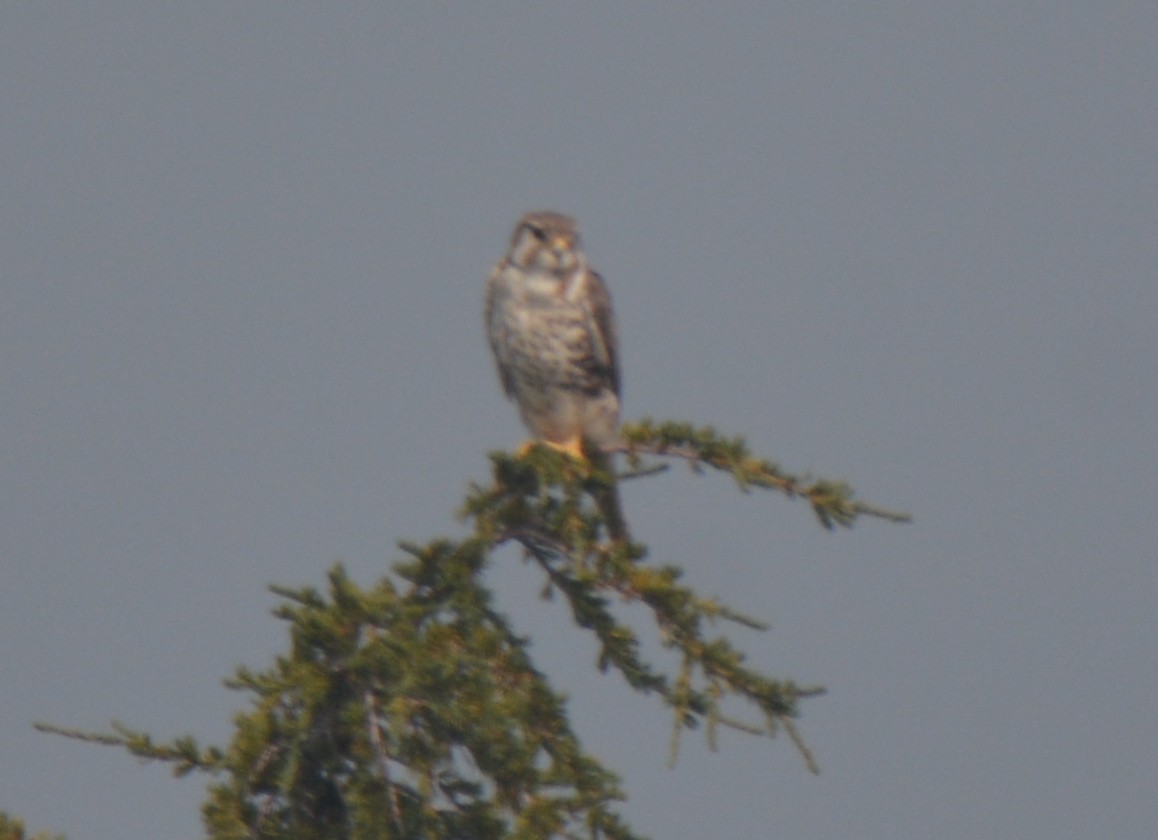 Prairie Falcon - Tanya Smythe