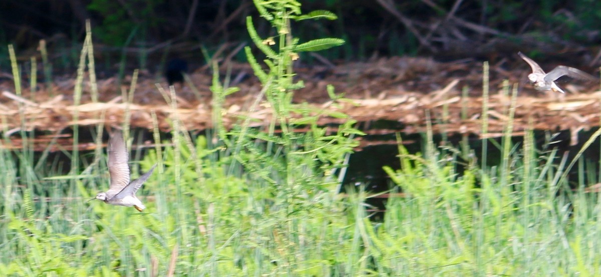 Stilt Sandpiper - ML66959601