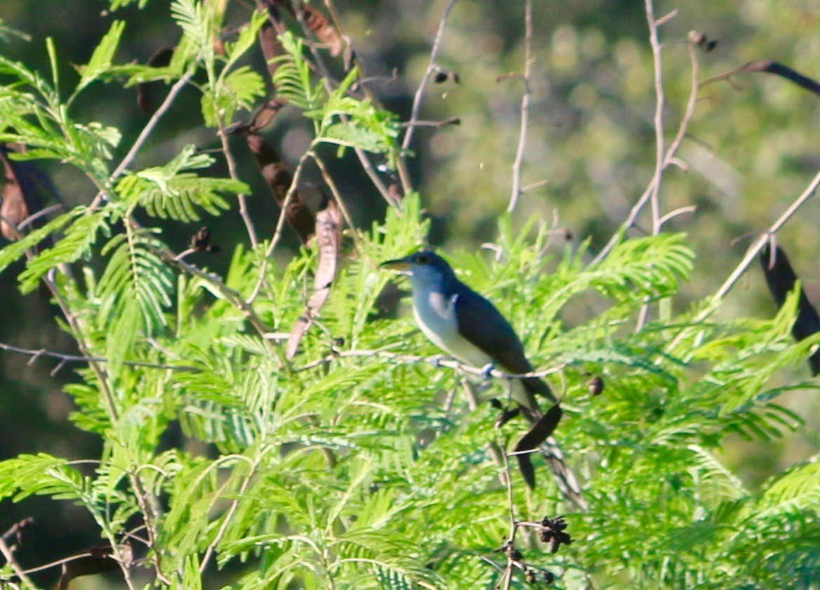 Yellow-billed Cuckoo - ML66959861